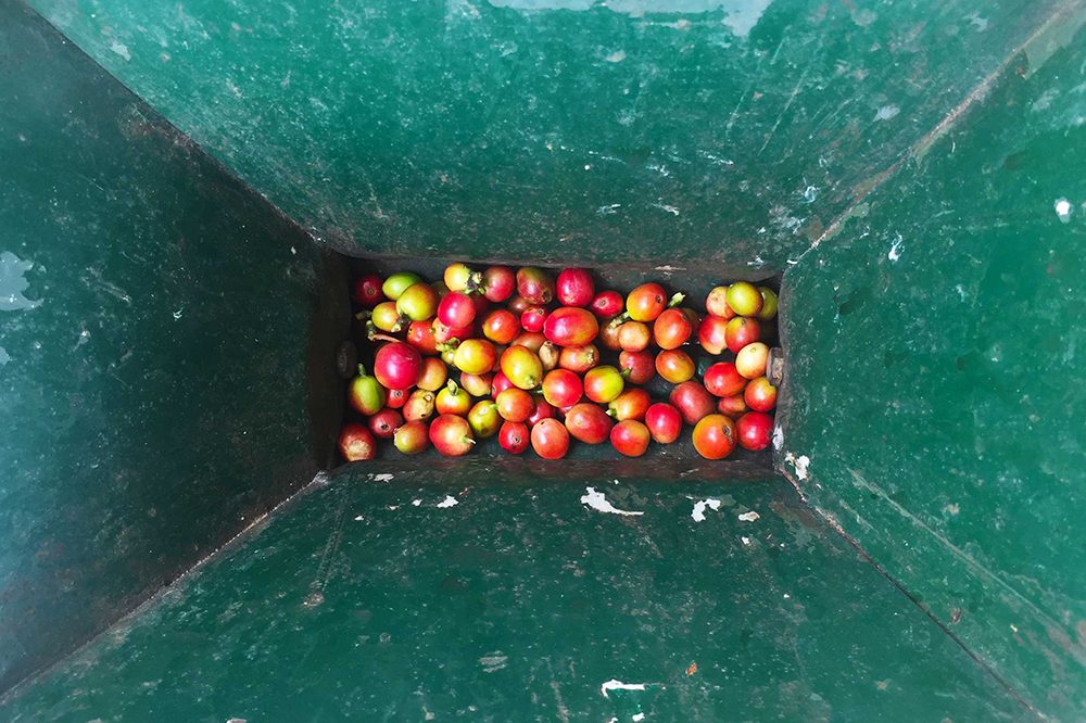 Coffee fruit before processing