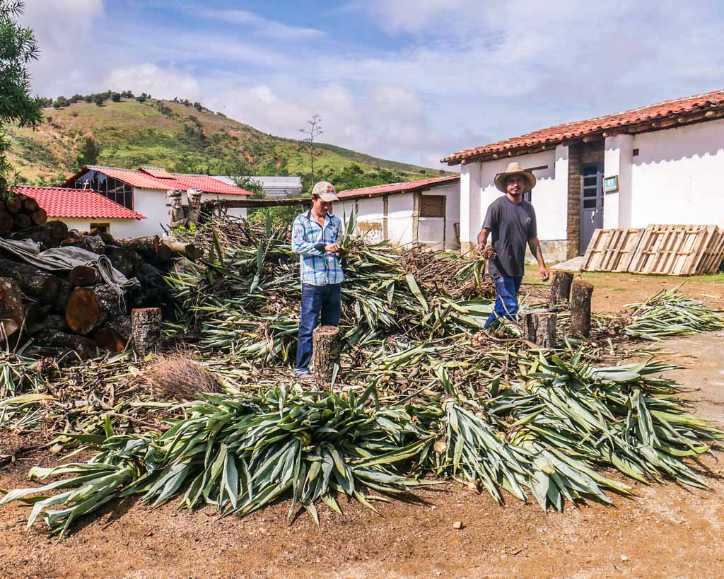 oaxaca mezcal tour - Brooklyn Tropicali