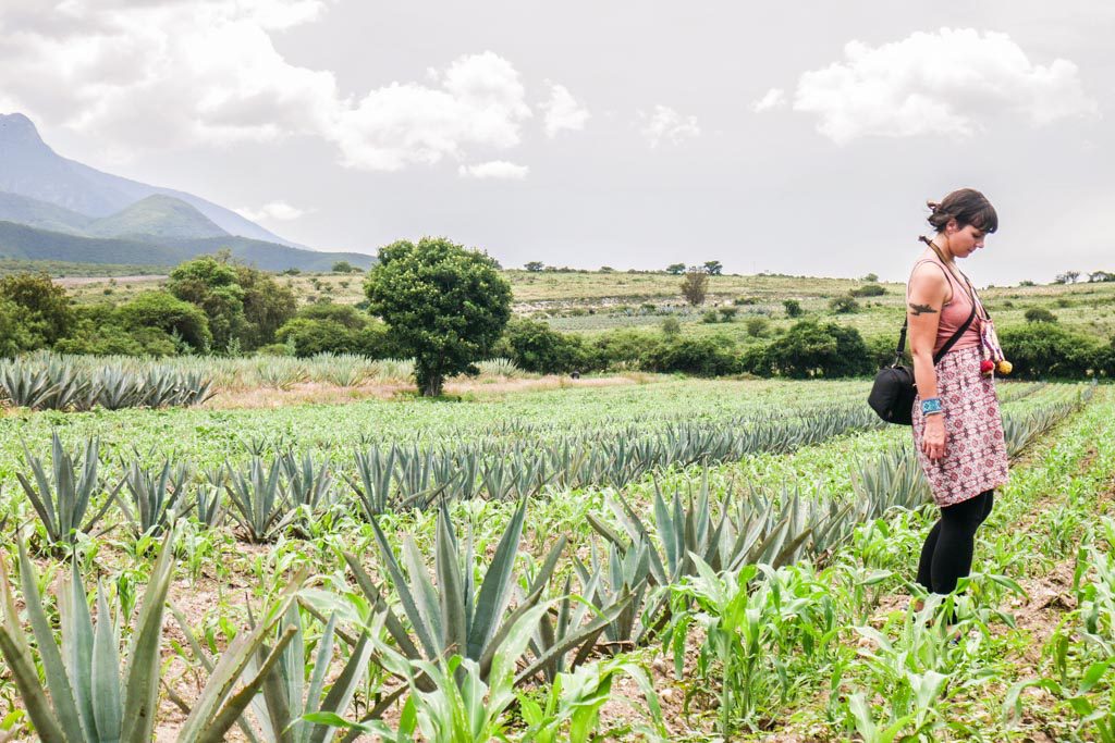 oaxaca mezcal tour santiago matatlan - Brooklyn Tropicali